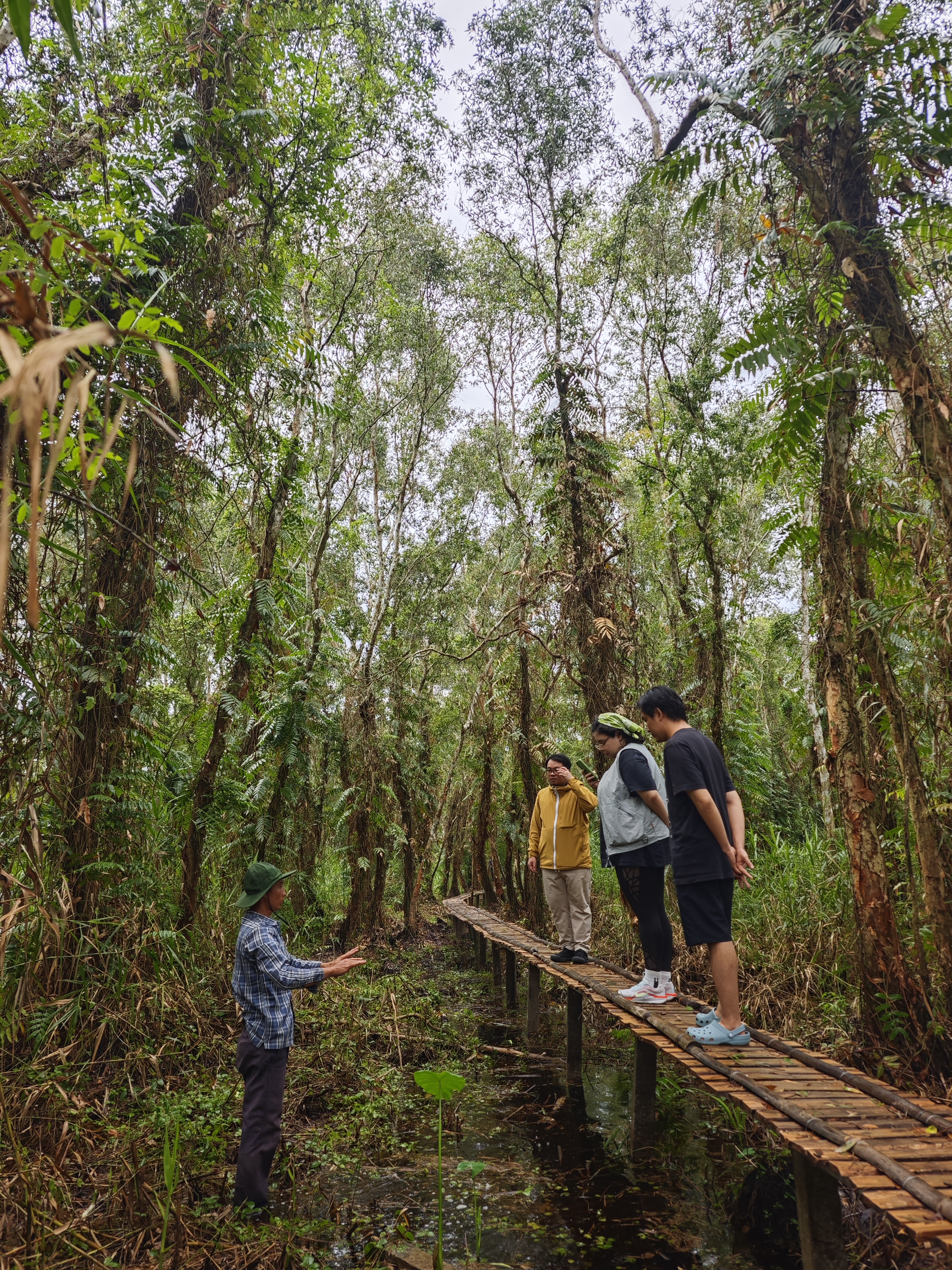 Rừng tràm xanh mát